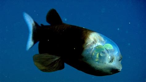 barilyete fish|Barreleye fish • MBARI.